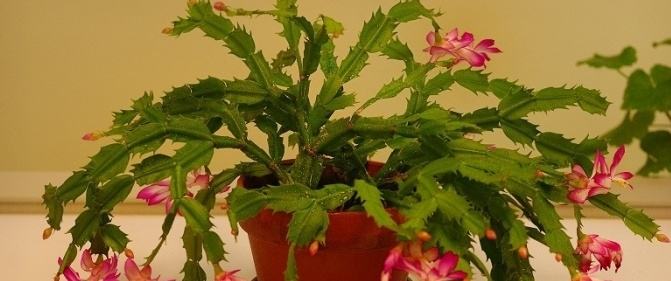 办公室适合养的风水植物